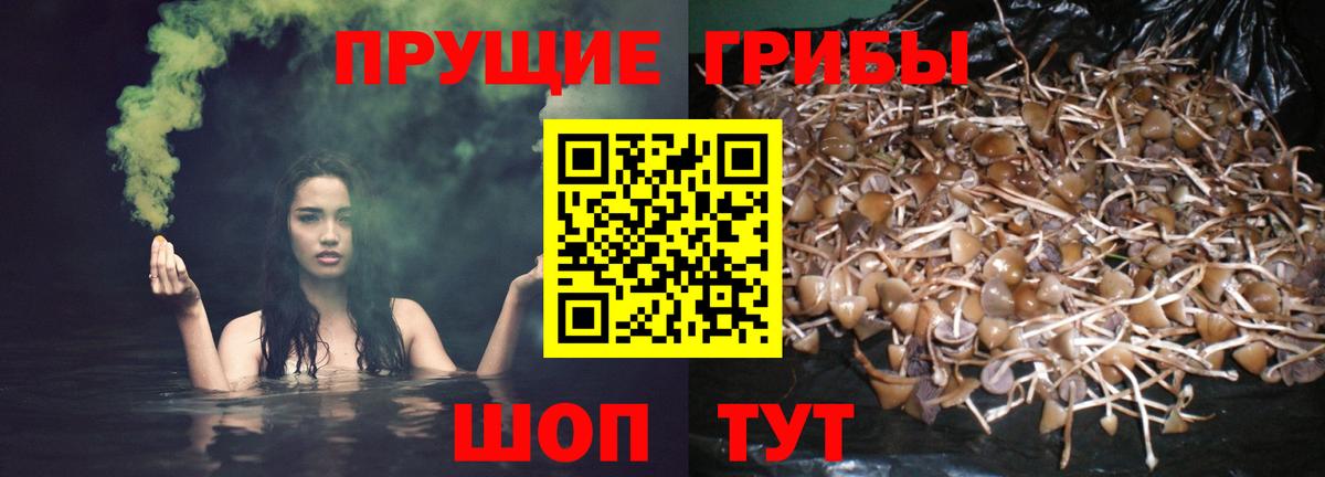 Псилоцибиновые грибы Psilocybe Лабинск